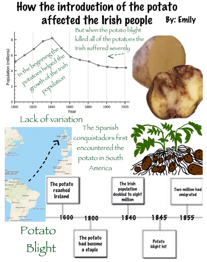 potato blight