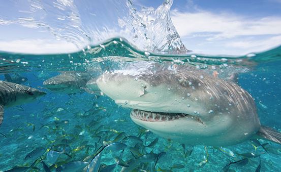 Shark Week featured on Discovery Ed